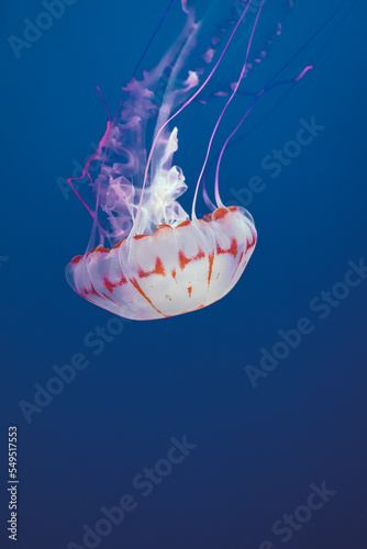 Chrysaora colorata swim in the ocean, jellyfish blue background, Monterey