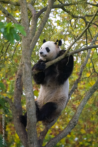 A giant panda climbing in a tree