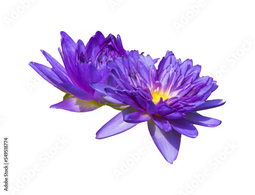 Wasserlilien freigestellt
