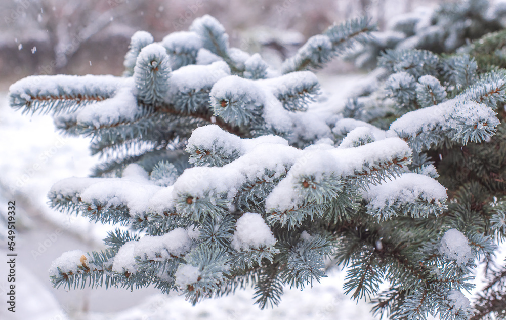 Snowy day, pine trees at garden close up details. Winter concept