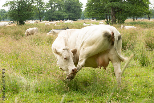 Close up of a Blonde d'Aquitaine cow licks her hind leg with a herd of cows resting and ruminating between long grass and growing Alder trees in the background