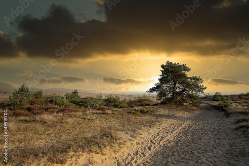 Landscape Kale Duinen in nature reserve Aekingerzand in the Dutch province of Drenthe tides sunrise with through treetop of van Grove Den, Pinus sylvestris, shining light of rising sun photo