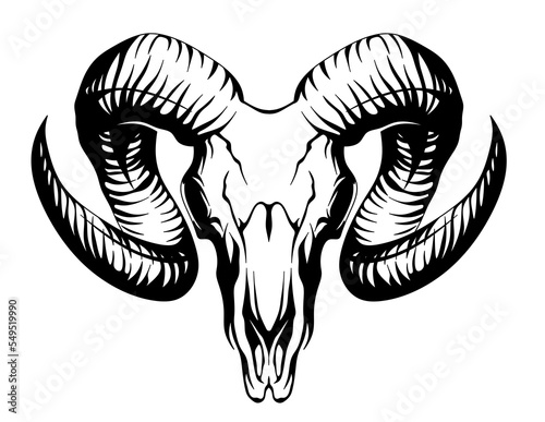 Sheep skull. Isolated illustration of horns and goat skull. Skull of an ungulate animal. photo