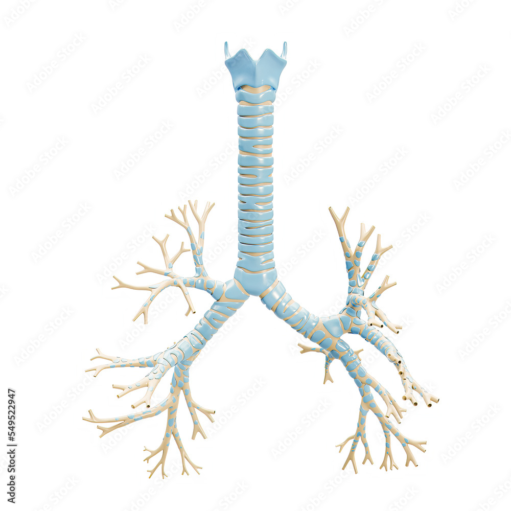 Accurate bronchial tree with trachea and thyroid cartilage 3D rendering illustration on white background. Blank anatomical diagram or chart of the bronchi of human lungs. Medical and anatomy concept. - obrazy, fototapety, plakaty 