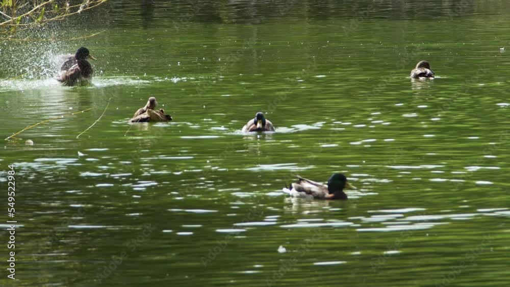 Green Mallard Ducks Bathing and Grooming in the Lake Footage. Green Mallard Ducks Bathing and Grooming in the Lake Footage.