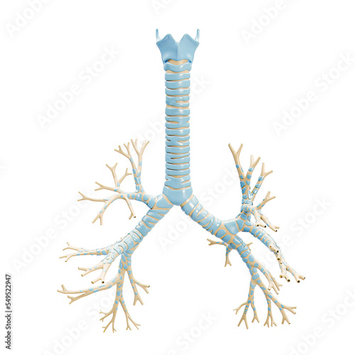 Accurate bronchial tree with trachea and thyroid cartilage 3D rendering illustration on white background. Blank anatomical diagram or chart of the bronchi of human lungs. Medical and anatomy concept. photo