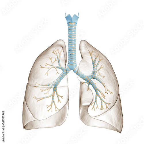 Fotografie Human lungs with bronchial tree or trachea with bronchi 3D rendering illustration