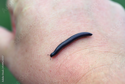 Ommatoiulus sabulosus, also known as the striped millipede, is a European millipede of the family Julidae. photo