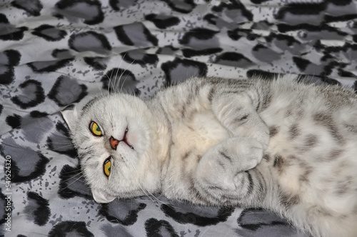 Fotografie Gray striped cat lies in a funny pose with a funny expression of the muzzle clos