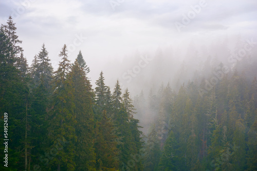 coniferous forest in autumn. gloomy weather with overcast sky. foggy nature background