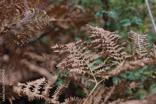 Photograph of leaves of AUTUMN FERN (Dryopteris erythrosora plant) with yellow Golden brown color and dried in autumn forest. AUTUMN FERN background. silence, mystery, tranquility photo