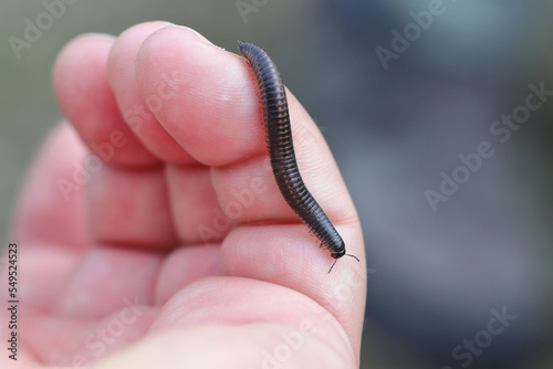 Ommatoiulus sabulosus, also known as the striped millipede, is a European millipede of the family Julidae. photo