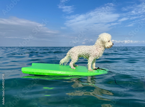 Canvas Print White curly dog bichon surfing on a surfboard at the seas shore