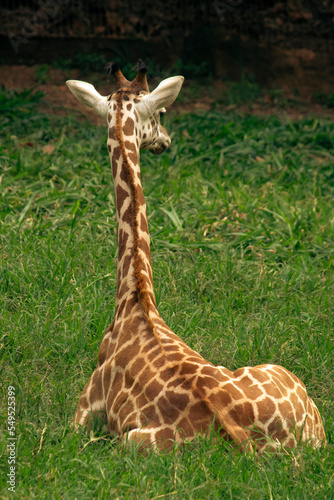 Photography Giraffe from behind