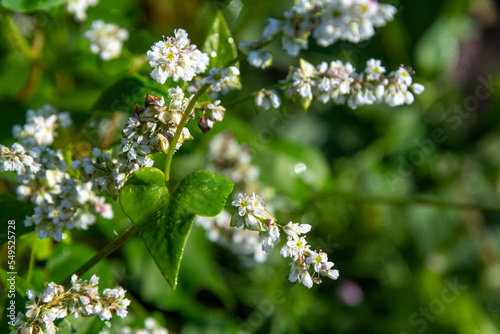 Close-up view of white Buckwheat  Fagopyrum esculentum  flower heads on agricultural field in a sunny summer morning. Selective focus. Agribusiness theme.