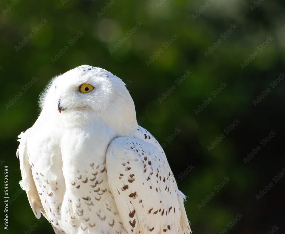 Obraz premium Snowy owl (bubo scandiacus) at a raptor exhibit