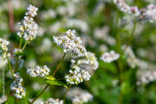 Close-up view of white Buckwheat (Fagopyrum esculentum) flower heads on agricultural field in a sunny summer morning. Selective focus. Agribusiness theme.