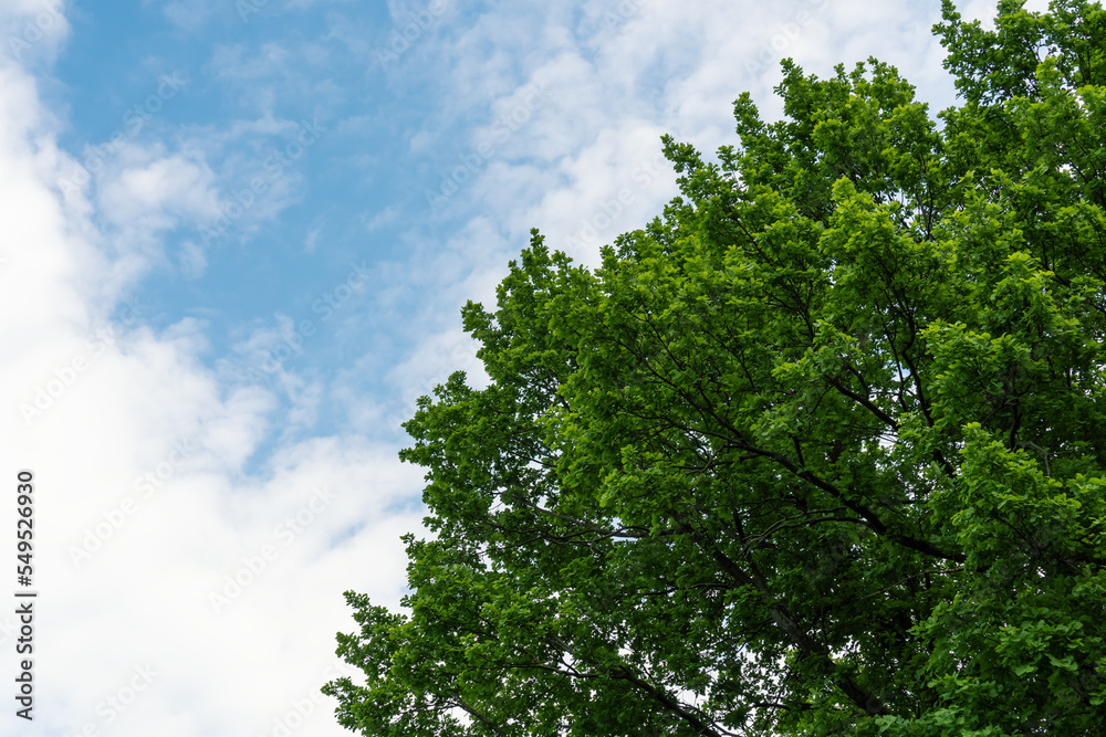 Crown of oak tree with green lush foliage and blue sky. Summer nature background. Crown of oak tree with green lush foliage and blue sky. Summer nature background.