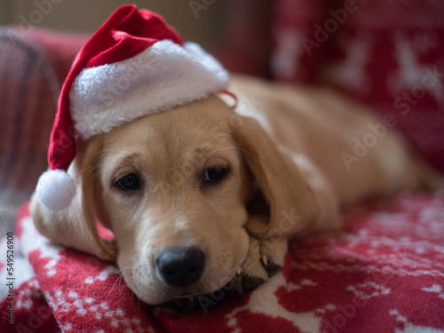 dog in santa hat