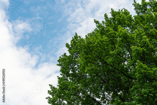 Crown of oak tree with green lush foliage and blue sky. Summer nature background.