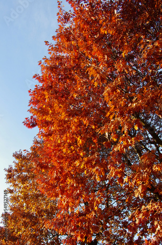 Albero, autunno e strada