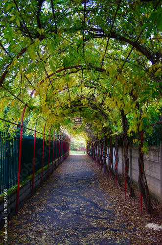 Albero, autunno e strada