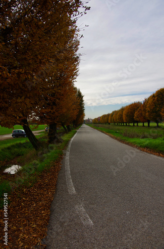 strada d'autunno