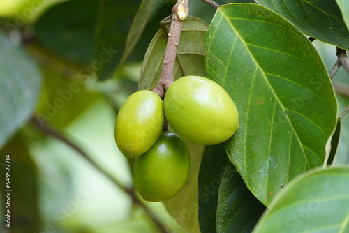 Poraqueiba sericea (common name: umari) is a species of tree in the family Metteniusaceae. Amazon rainforest, Brazil. photo