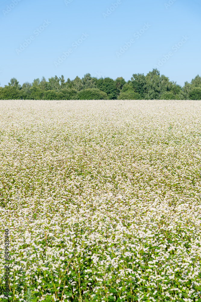 Side view of white blooming Buckwheat (Fagopyrum esculentum) agricultural field in a sunny summer day. Clear blue sky. Selective focus. Agribusiness theme. Side view of white blooming Buckwheat (Fagopyrum esculentum) agricultural field in a sunny summer day. Clear blue sky. Selective focus. Agribusiness theme.