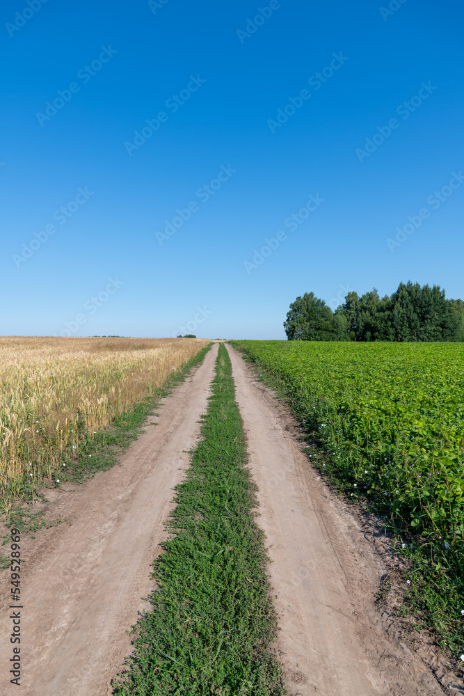 Dirt country road between green soybean (Glycine max) and yellow wheat agricultural fields in summer sunny day. Clear blue sky. Selective focus. Copy space. Agribusiness theme.
