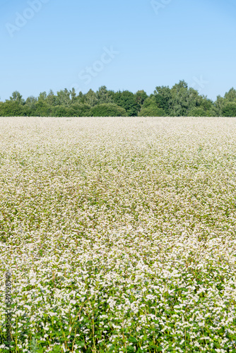 Side view of white blooming Buckwheat (Fagopyrum esculentum) agricultural field in a sunny summer day. Clear blue sky. Selective focus. Agribusiness theme.