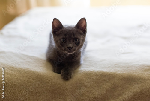 Gray smooth-haired beautiful cat. Breed Russian blue cat. Little kitty