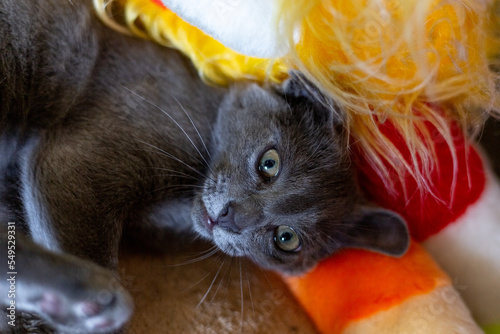 Gray smooth-haired beautiful cat. Breed Russian blue cat. Little kitty