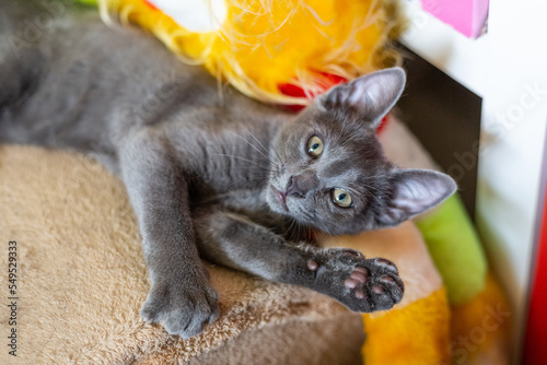 Gray smooth-haired beautiful cat. Breed Russian blue cat. Little kitty