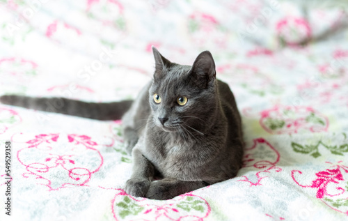 Gray smooth-haired beautiful cat. Breed Russian blue cat.