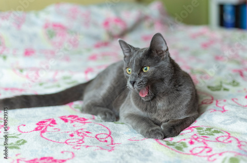 Gray smooth-haired beautiful cat. Breed Russian blue cat.