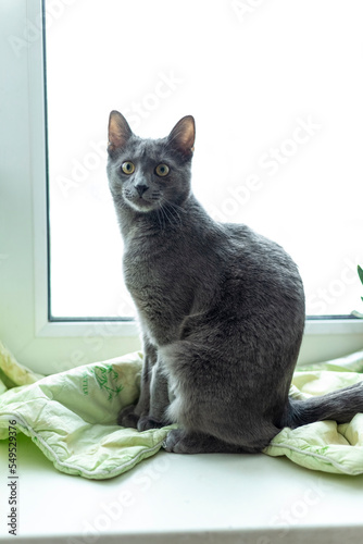 Gray smooth-haired beautiful cat. Breed Russian blue cat.