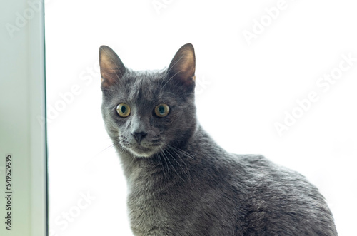 Gray smooth-haired beautiful cat. Breed Russian blue cat.