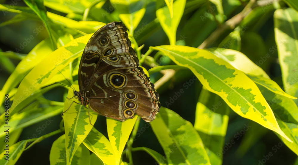 Fototapeta premium Bananenfalter an Pflanze