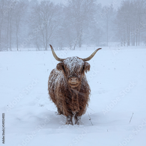 Cow in winter. Cow in snowfall. Scottish highland cattle in winter.