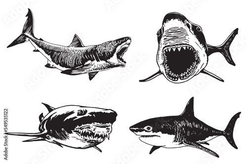 Graphical  set of sharks isolated on white background,vector elements , great white shark