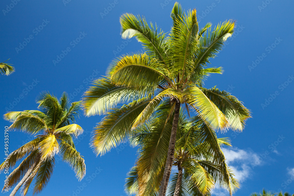 Coconut palm trees are under blue sky on a sunny day