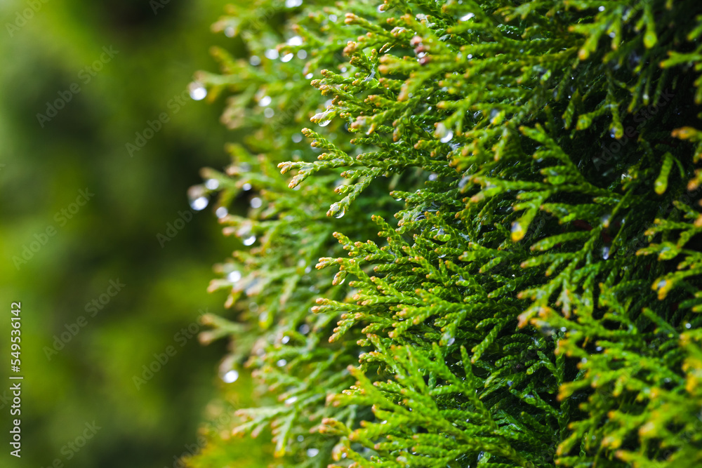 Thuja branch with dew drop, natural photo background