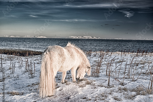 Koń islandzki © Piotr