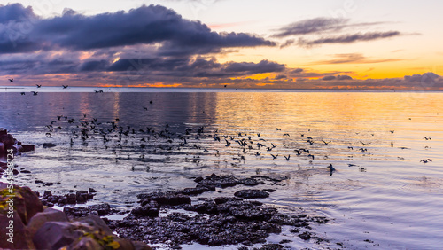 Ptaki morskie © Piotr