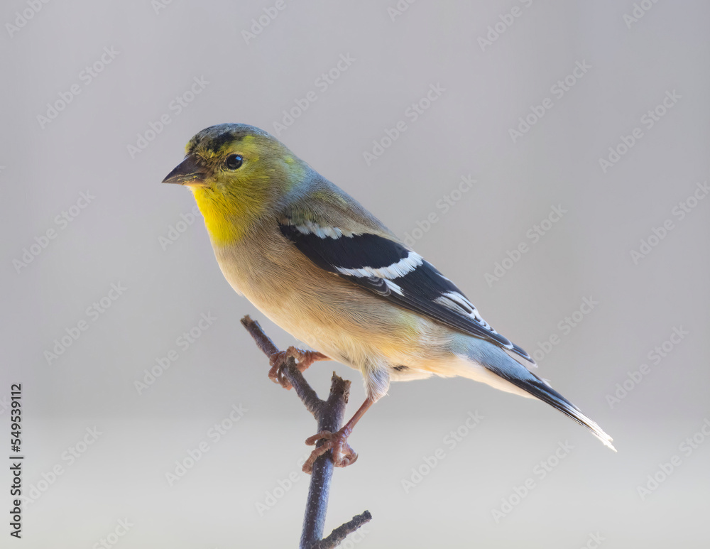 Gold Finch Perched Gold Finch Perched