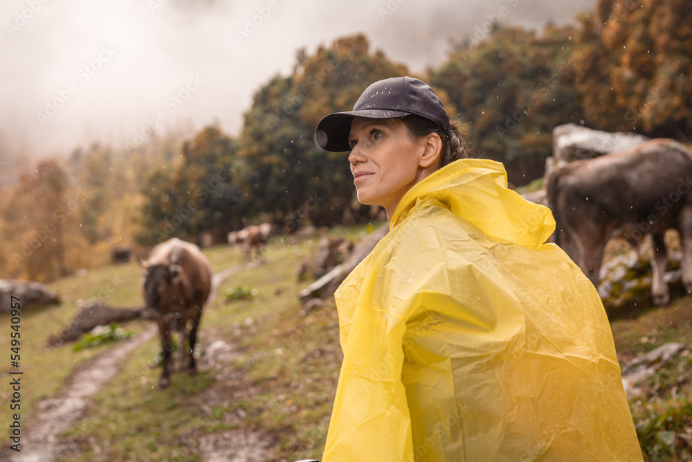 Hiker go through mountain pasture with cattle in rain weather