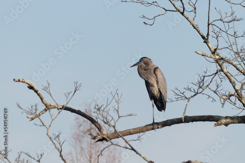 Love the look of this blue heron perched up in the tree. He is such a large bird with beautiful grey feathers. The beak is long to scoop fish up.  He is standing on this branch with one leg.