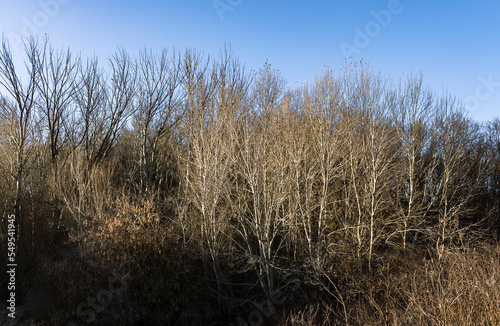 White poplars lit by the sun with dark trees and a blue sky in the background.