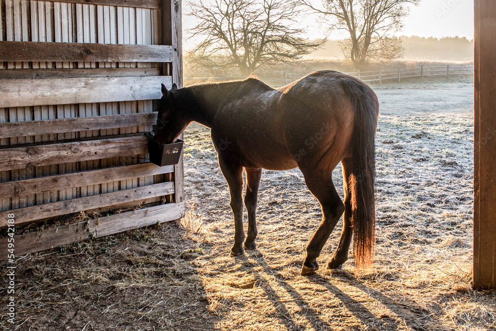A brown horse eating at a feeder in a shed on a frosty, foggy morning in the winter. - obrazy, fototapety, plakaty 